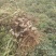 海花1号纯手工采摘