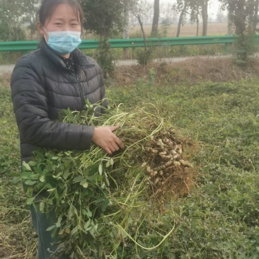 海花1号纯手工采摘