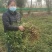 海花1号纯手工采摘