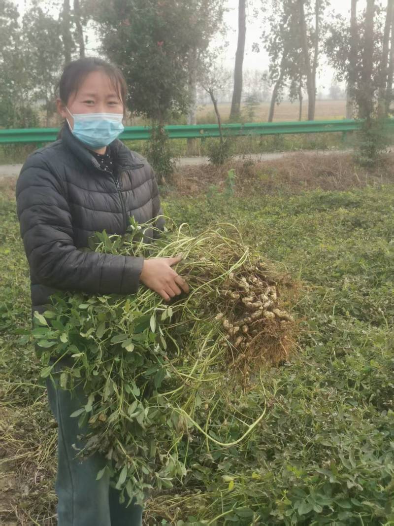 海花1号纯手工采摘