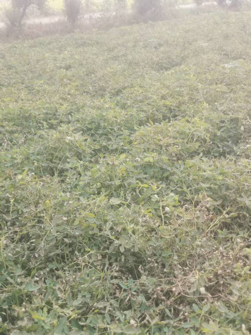 海花1号纯手工采摘