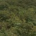 海花1号纯手工采摘