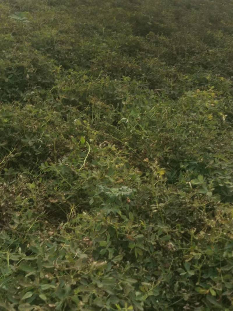 海花1号纯手工采摘