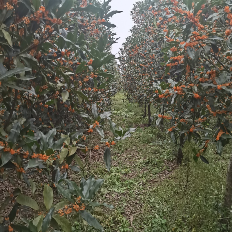 桂花树（丹桂）