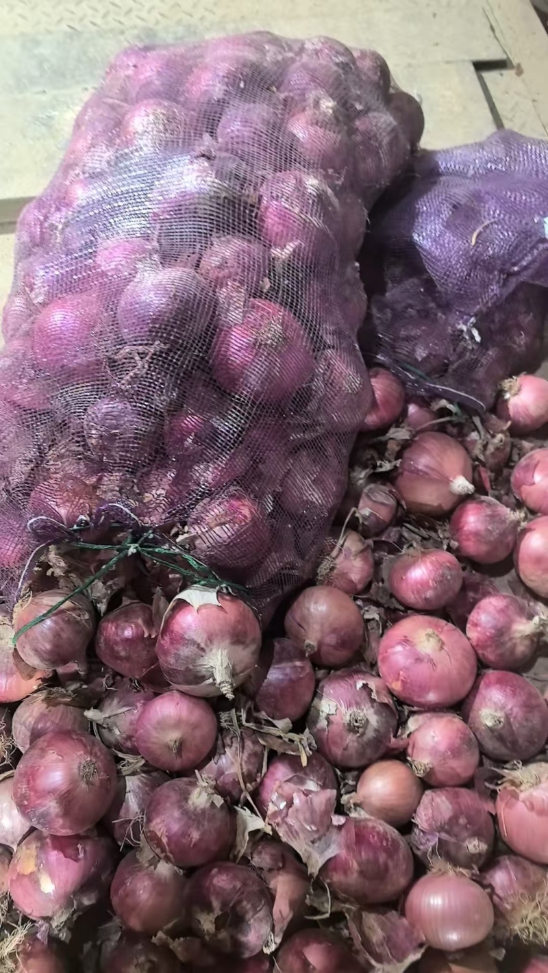 洋葱