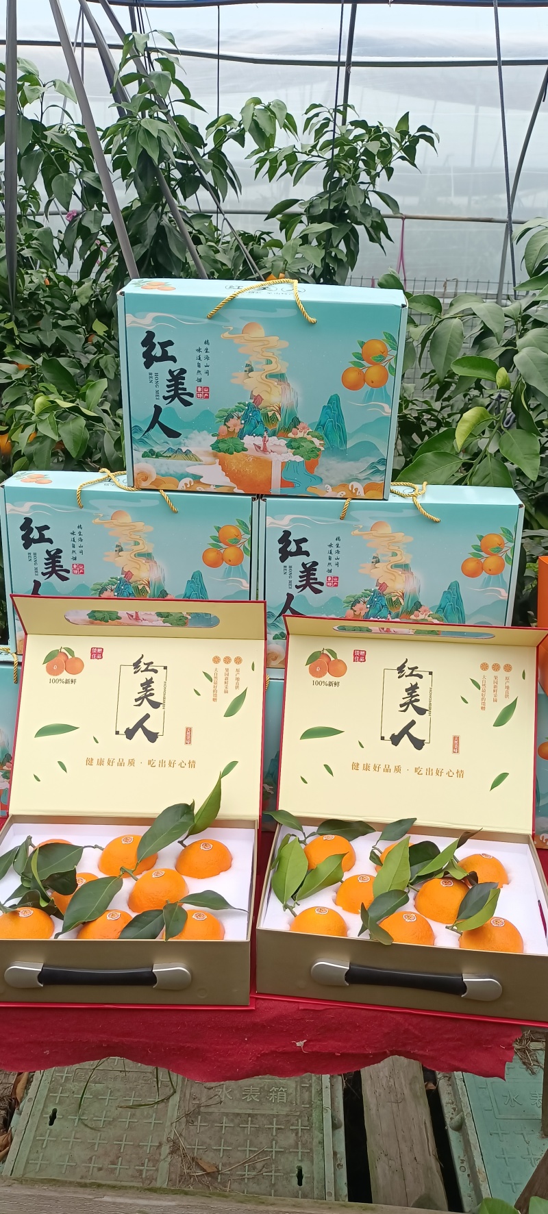 象山红美人