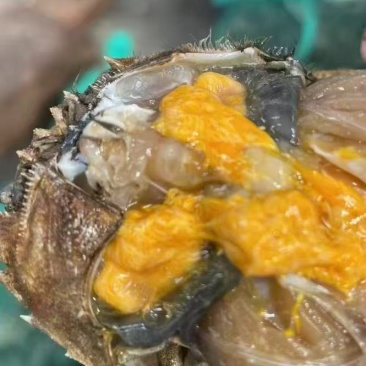 湖北清水大闸蟹，精品公蟹。欢迎来电洽谈，优惠多多。