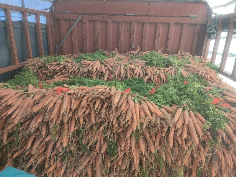 精品沙土地水果胡萝卜