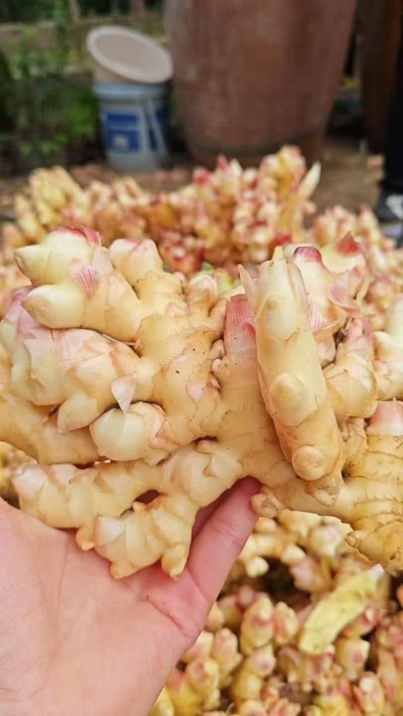 生姜质量好，姜白，辣遍子大，单个大，胖，形像好，欢迊选购