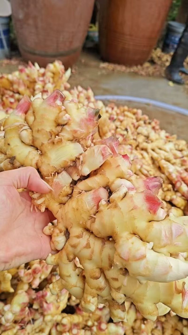 生姜质量好，姜白，辣遍子大，单个大，胖，形像好，欢迊选购