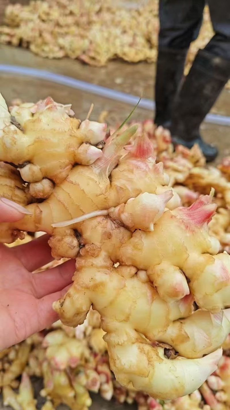 生姜质量好，姜白，辣遍子大，单个大，胖，形像好，欢迊选购
