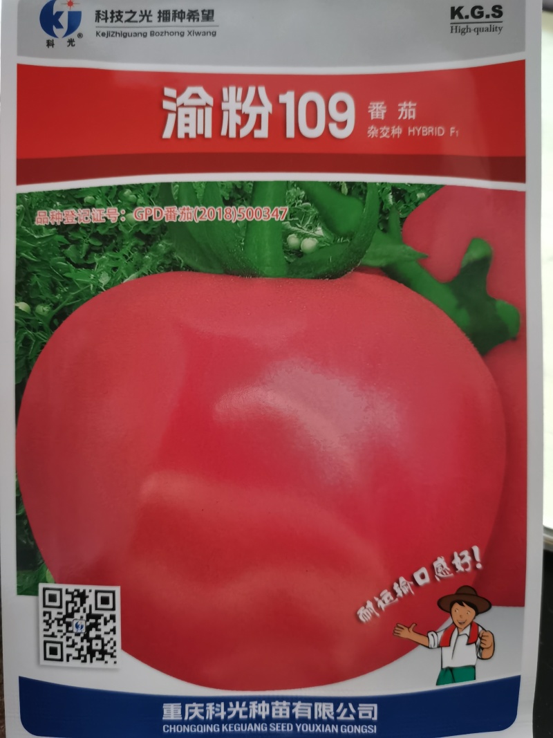金粉2号9号番茄种子渝粉109口感型沙穰西红柿种子