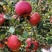 【丑苹果】冰糖心丑苹果，产地直发，品质保证，对接全国市场