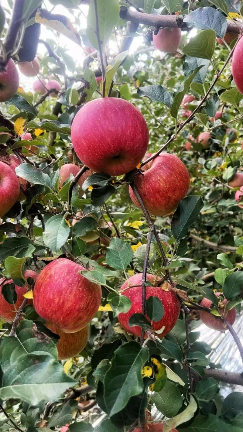 【丑苹果】冰糖心丑苹果，产地直发，品质保证，对接全国市场