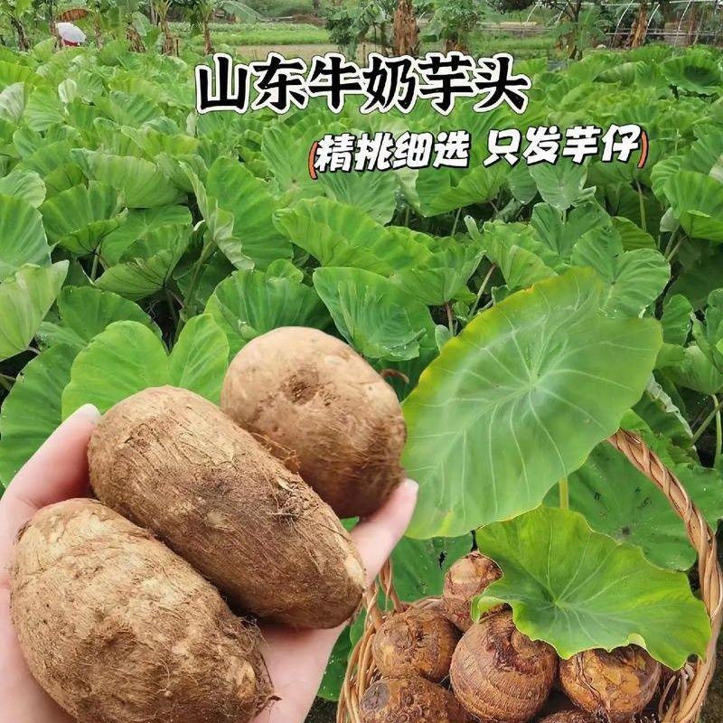甄选牛奶芋头山东芋头毛芋头8520/代发全国常年供