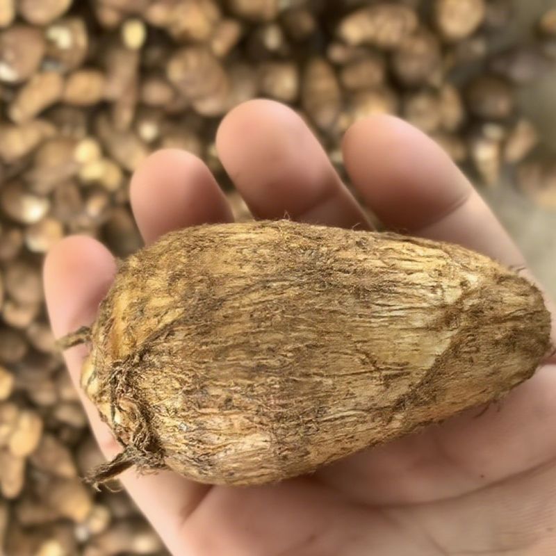 甄选牛奶芋头山东芋头毛芋头8520/代发全国常年供