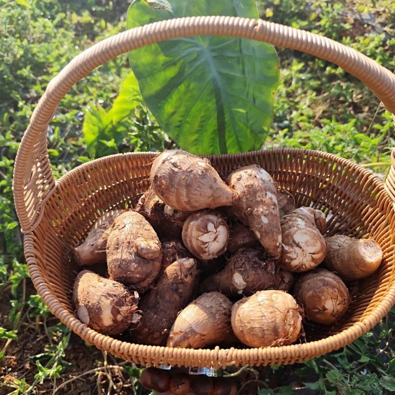 甄选牛奶芋头山东芋头毛芋头8520/代发全国常年供