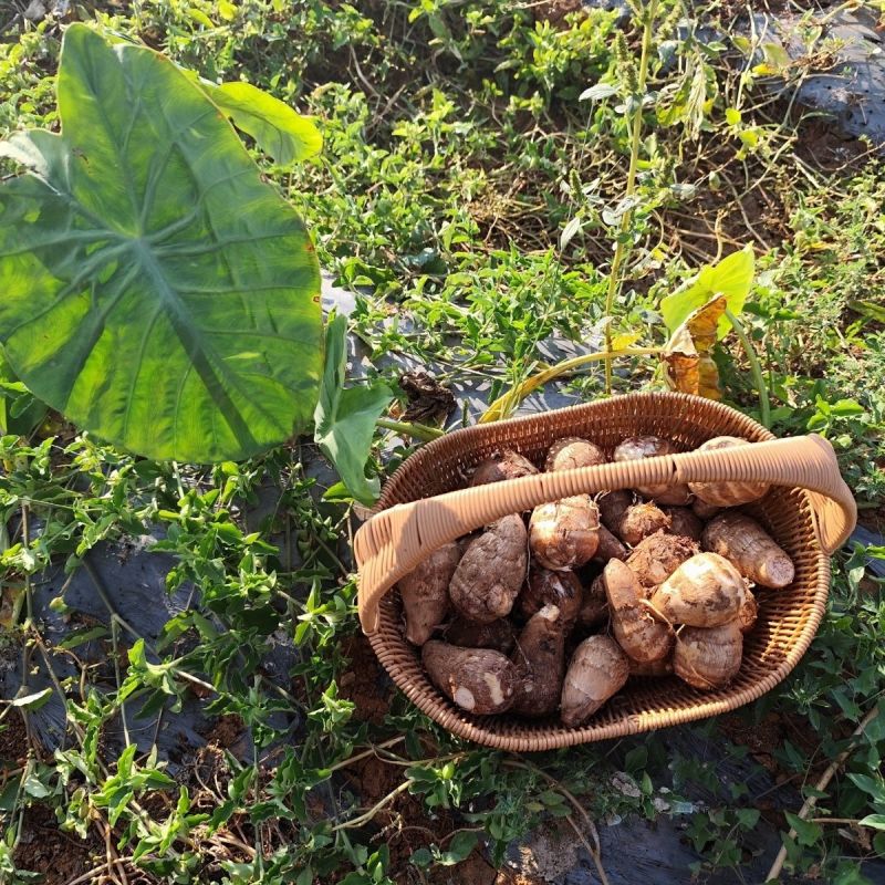 甄选牛奶芋头山东芋头毛芋头8520/代发全国常年供