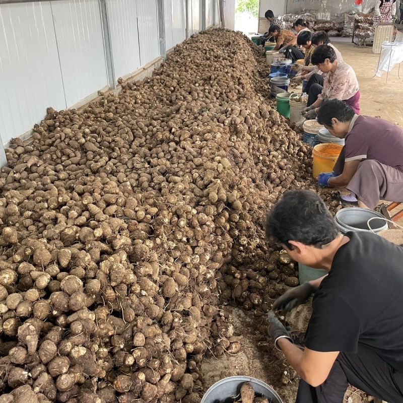 甄选牛奶芋头山东芋头毛芋头8520/代发全国常年供