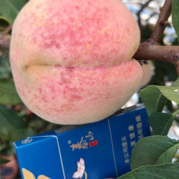 映霜红