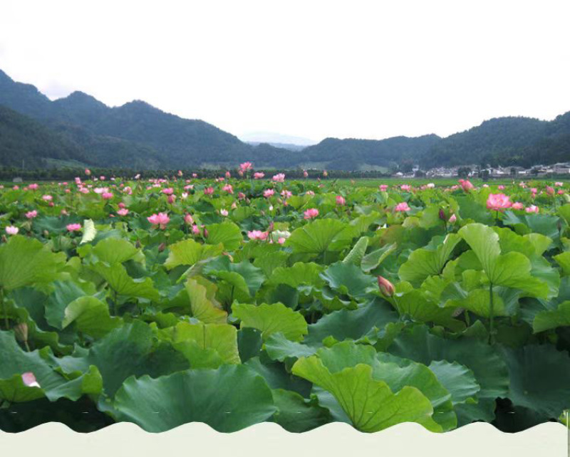 实心白莲子干货江西广昌带芯莲子2025年新货