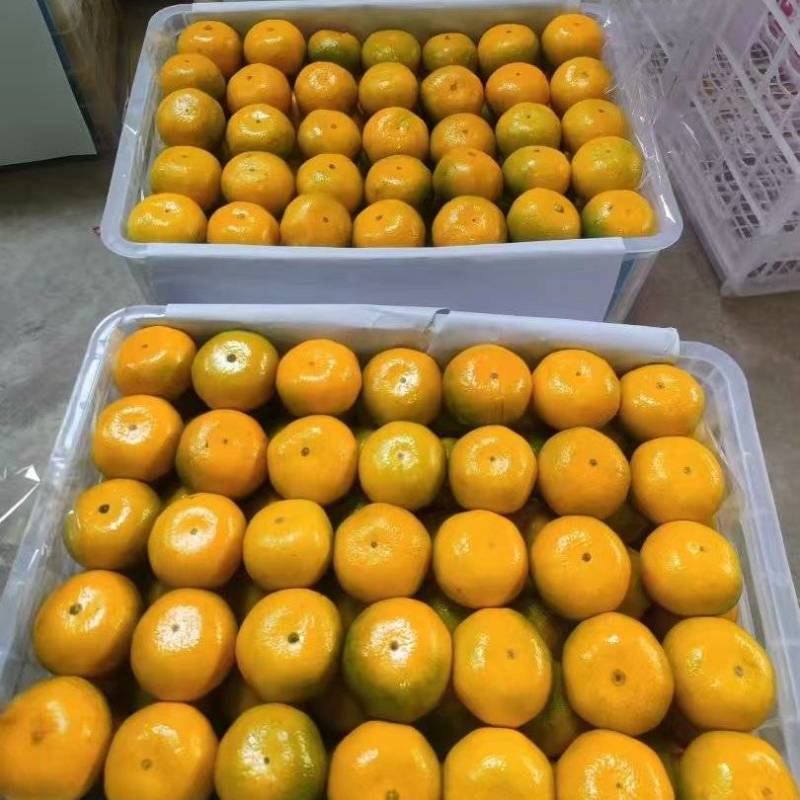 湖北宜昌蜜橘，产地直发，品质保证，欢迎各地老板来电洽谈