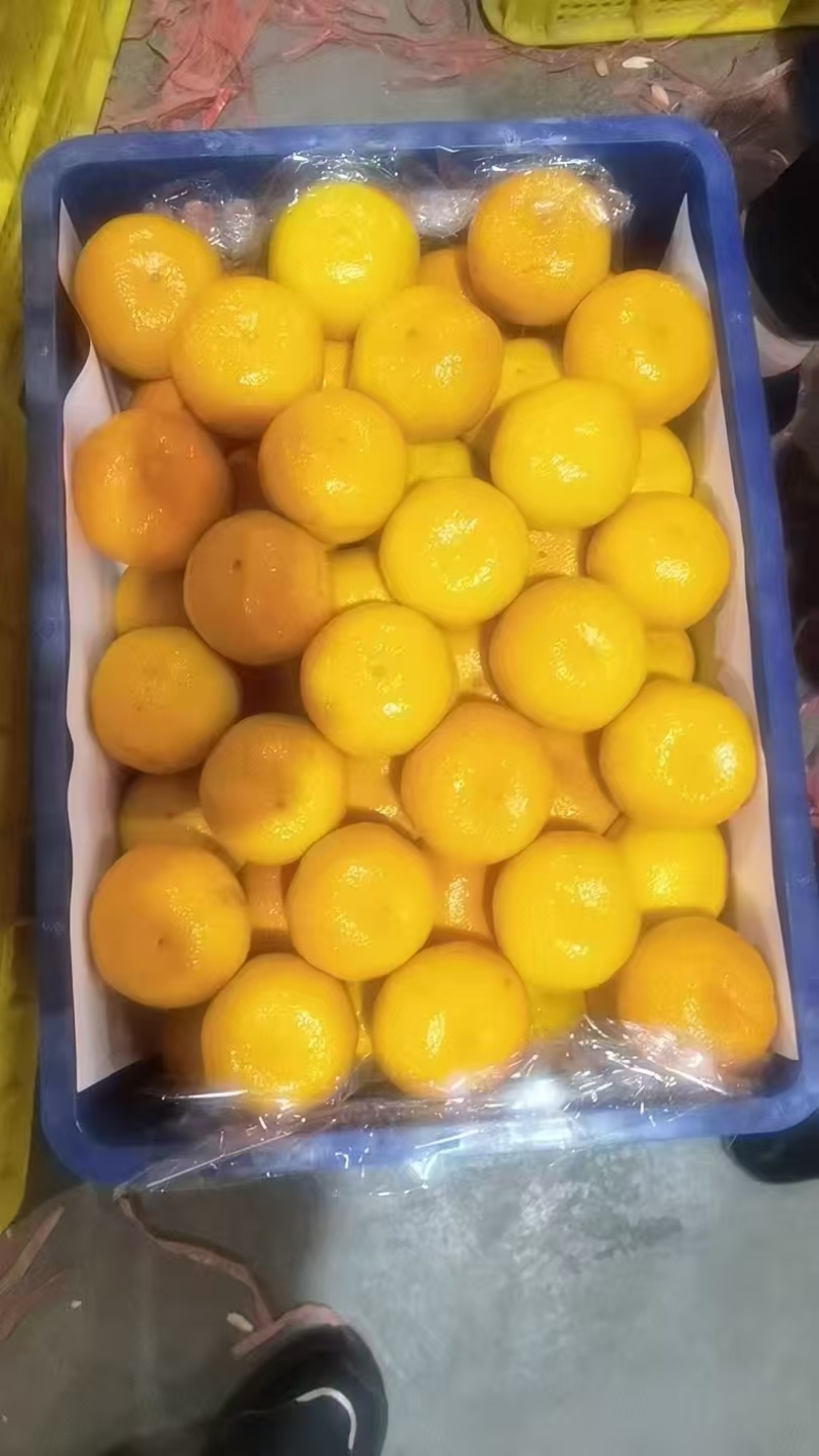 湖北宜昌蜜橘，产地直发，品质保证，欢迎各地老板来电洽谈