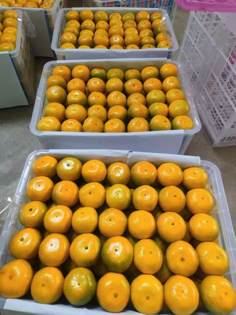 湖北宜昌蜜橘，产地直发，品质保证，欢迎各地老板来电洽谈