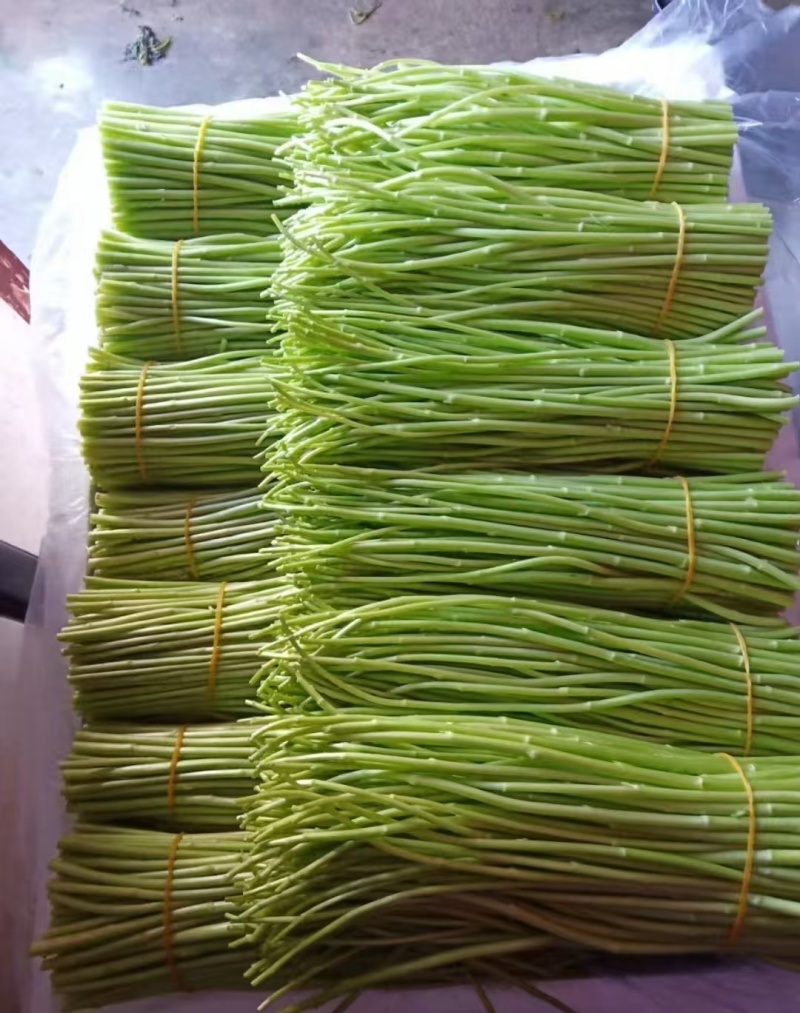 专业种植芦蒿，