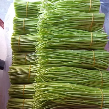 专业种植芦蒿，