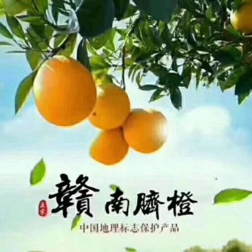自产自销正宗赣南脐橙