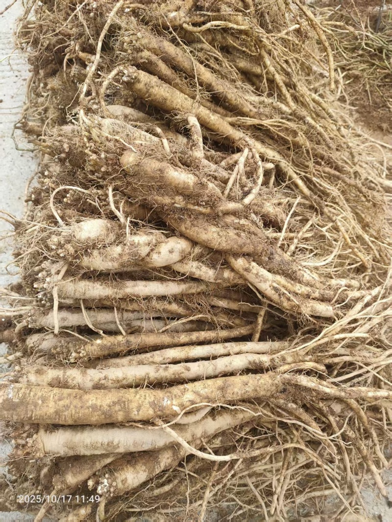 鲜货臭党参，种植三年，跟条大，价格美丽，需要的老板联系我