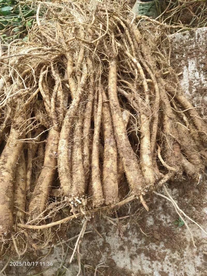 鲜货臭党参，种植三年，跟条大，价格美丽，需要的老板联系我