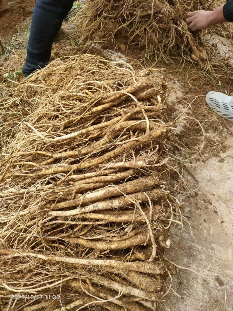鲜货臭党参，种植三年，跟条大，价格美丽，需要的老板联系我
