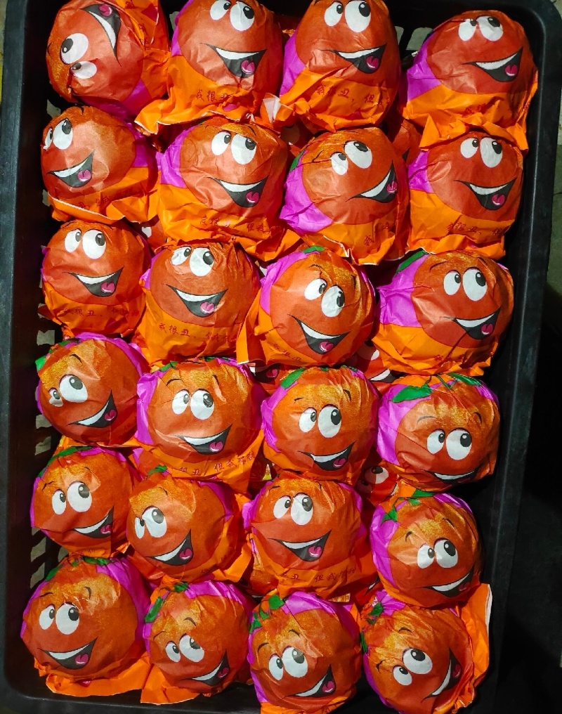 【基地采摘】不知火柑桔，丑橘湖北产地供应，需要的老板联系