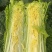 精品青麻叶60菜