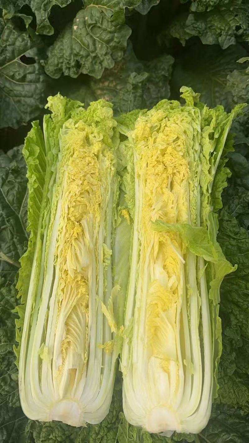 精品青麻叶60菜