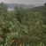 玫瑰香橙，10万斤左右。自己家的。果面光滑