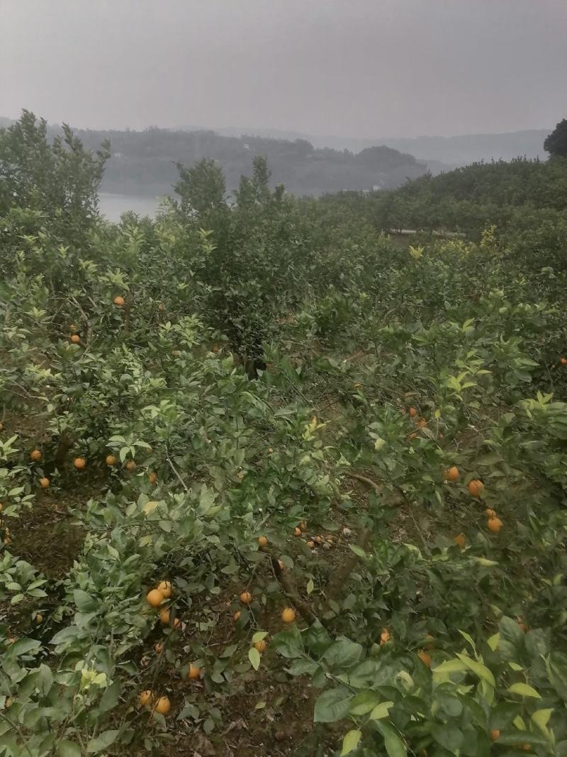 玫瑰香橙，10万斤左右。自己家的。果面光滑