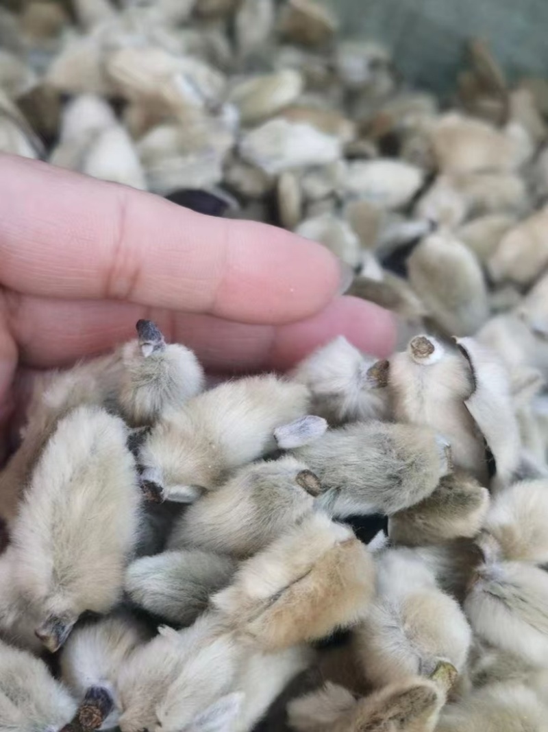 辛夷花中药材正品无硫辛夷花规格齐全批发零售
