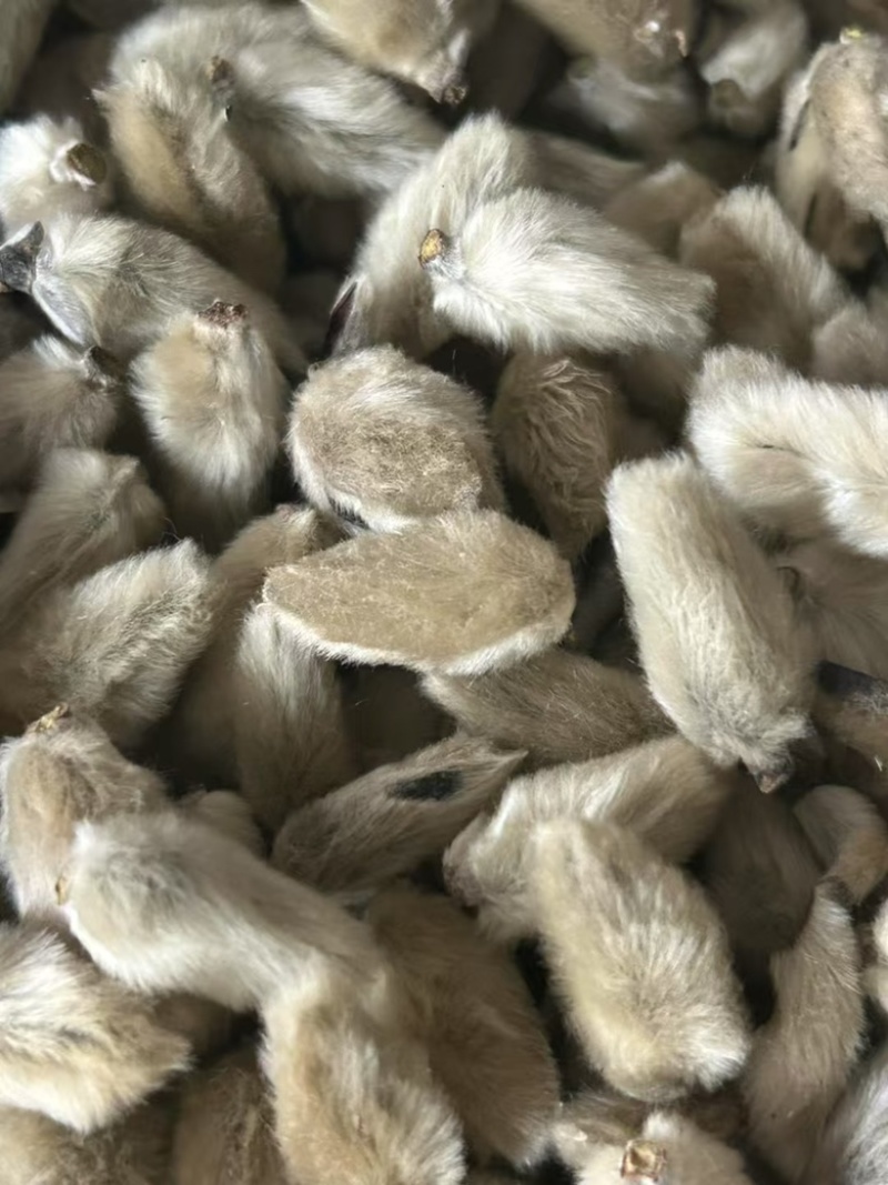 辛夷花中药材正品无硫辛夷花规格齐全批发零售