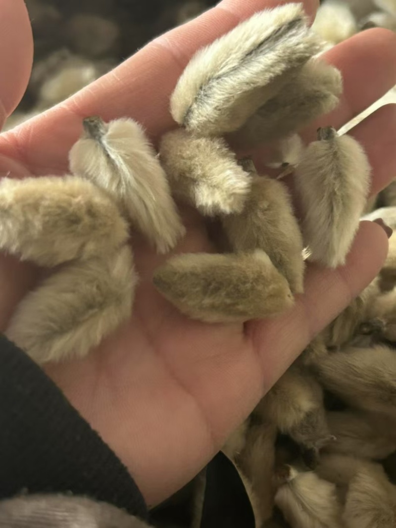 辛夷花中药材正品无硫辛夷花规格齐全批发零售