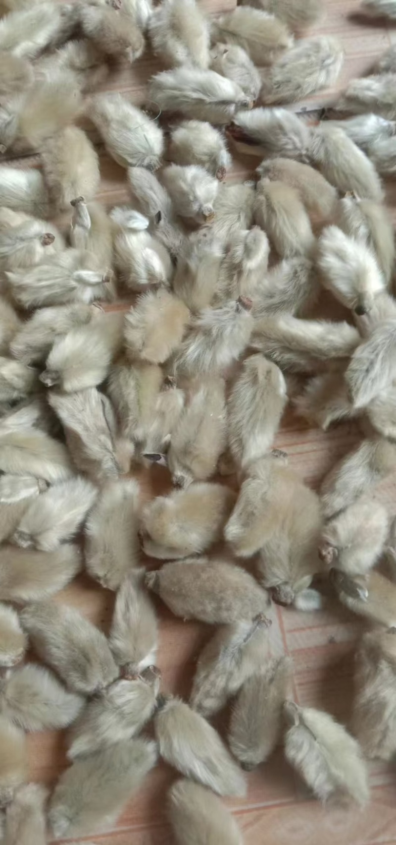 辛夷花中药材正品无硫辛夷花规格齐全批发零售