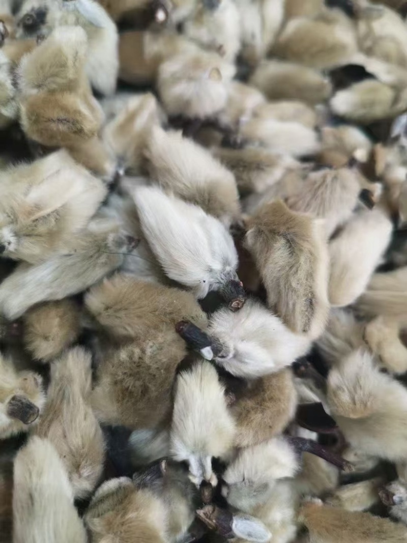 辛夷花中药材正品无硫辛夷花规格齐全批发零售