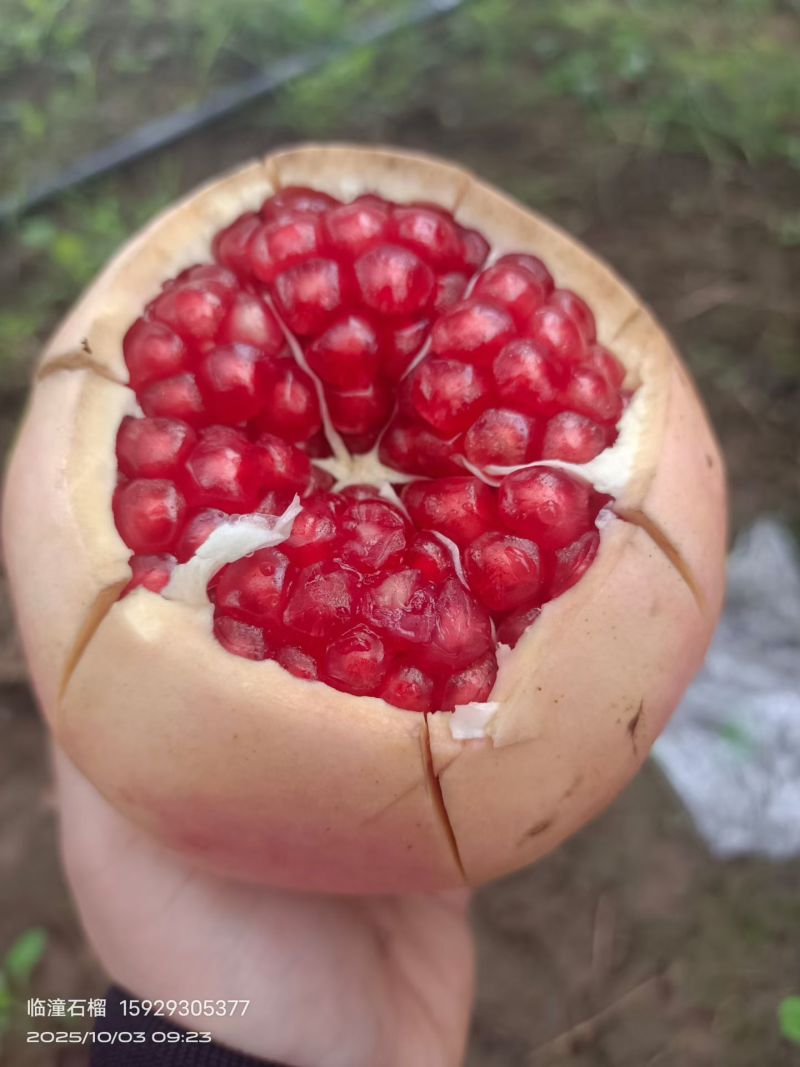 西安临潼大量甜石榴，大量酸石榴果农直销质量非常好