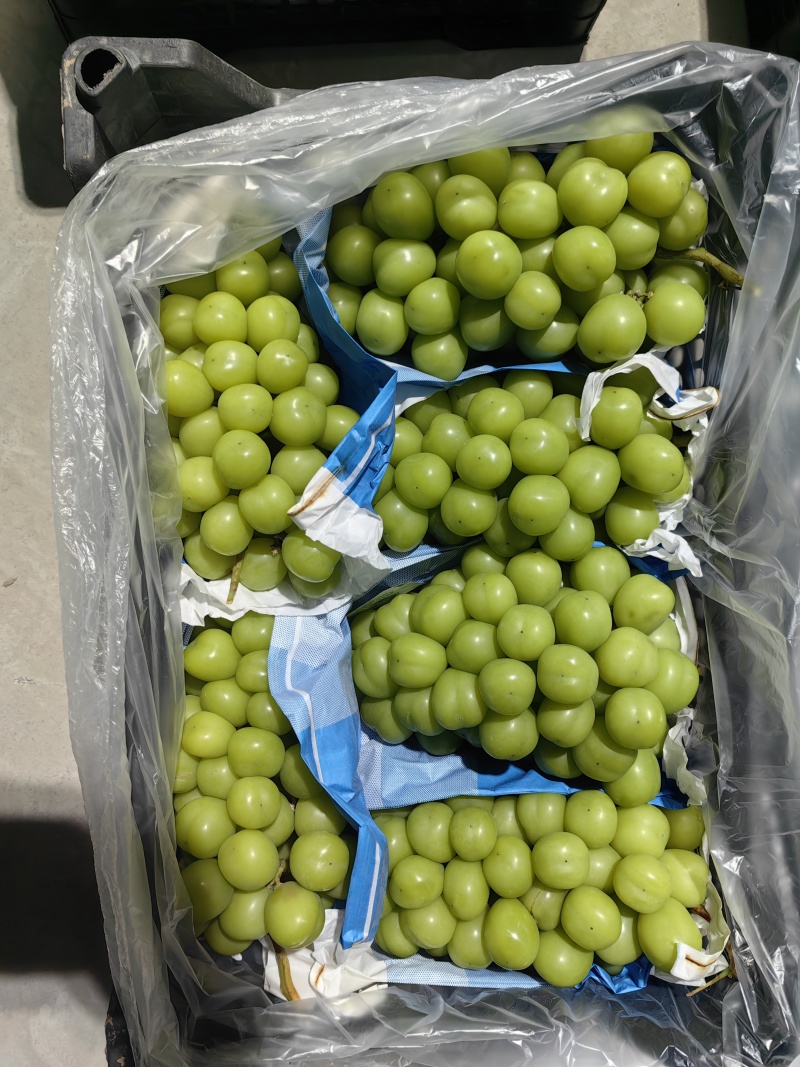 精品阳光玫瑰葡萄