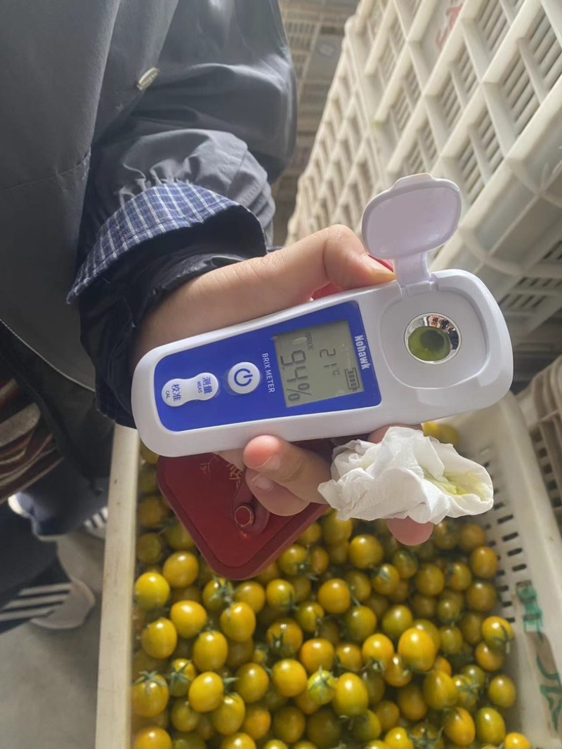 糖伯虎小番茄源头产地一件代发全国发