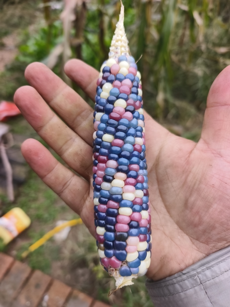 文玩玉米彩色玉米