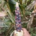 文玩玉米彩色玉米