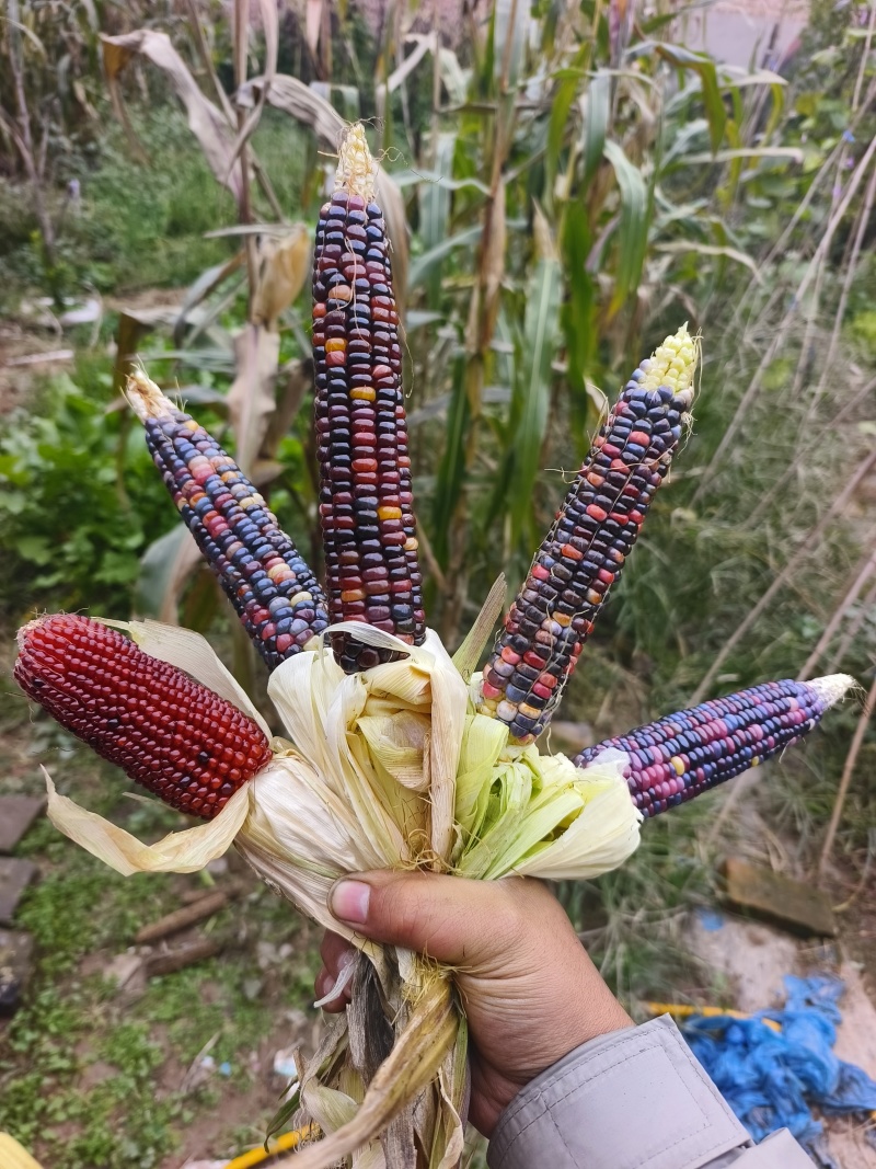 文玩玉米彩色玉米